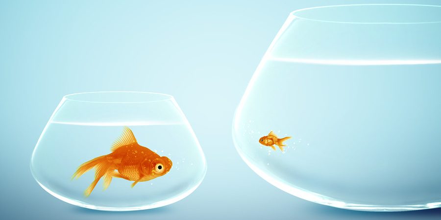 Big And Small Goldfish